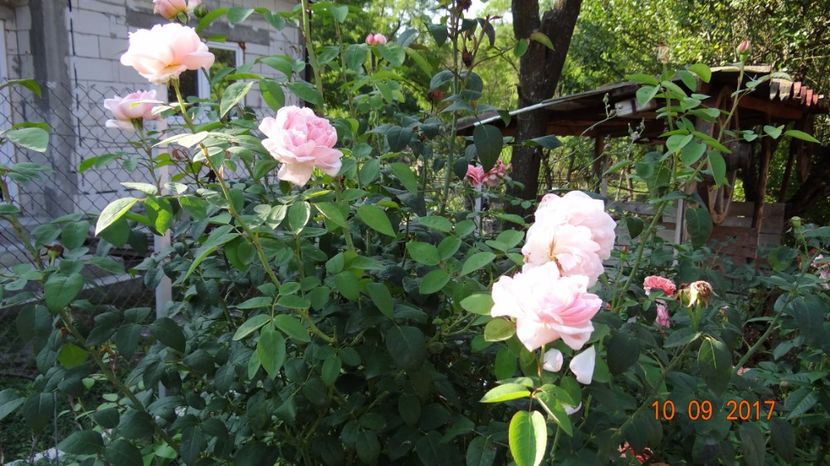 Eglantyne - Nostalgii de toamna