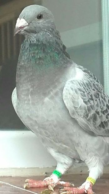 mascul 2017 - PENTRU CRESCATORII CARE SE RESPECTA