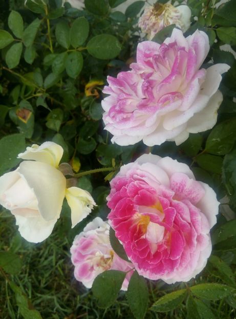 11 sept 2017 - Guernsey