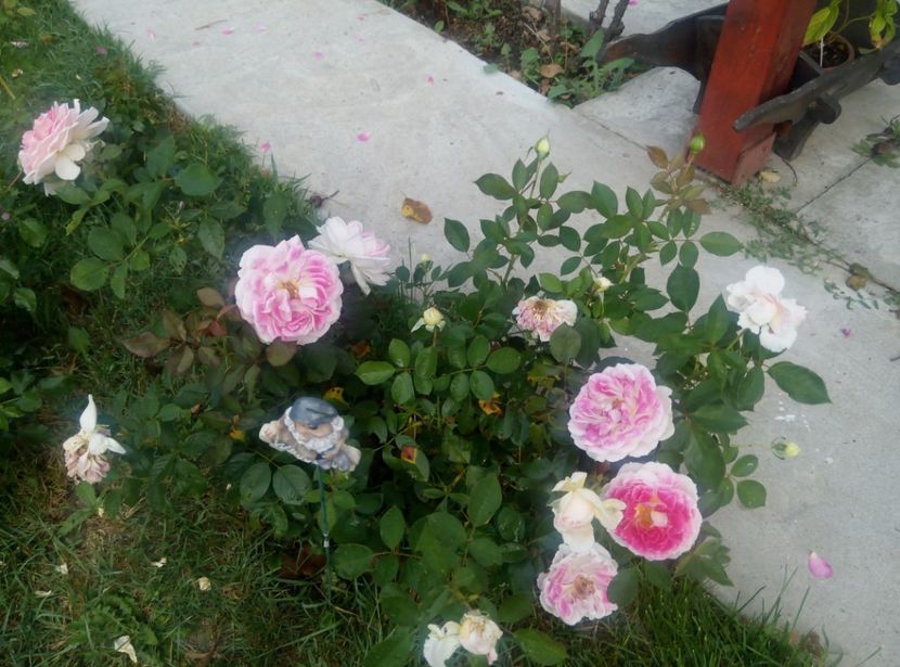 11 sept 2017 - Guernsey