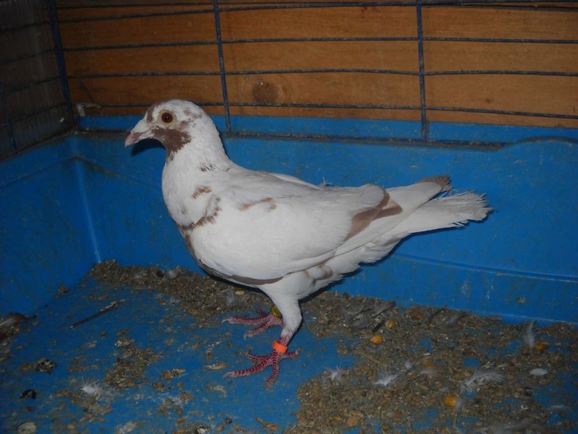 F.2013 - PORUMBEI VANDUTI