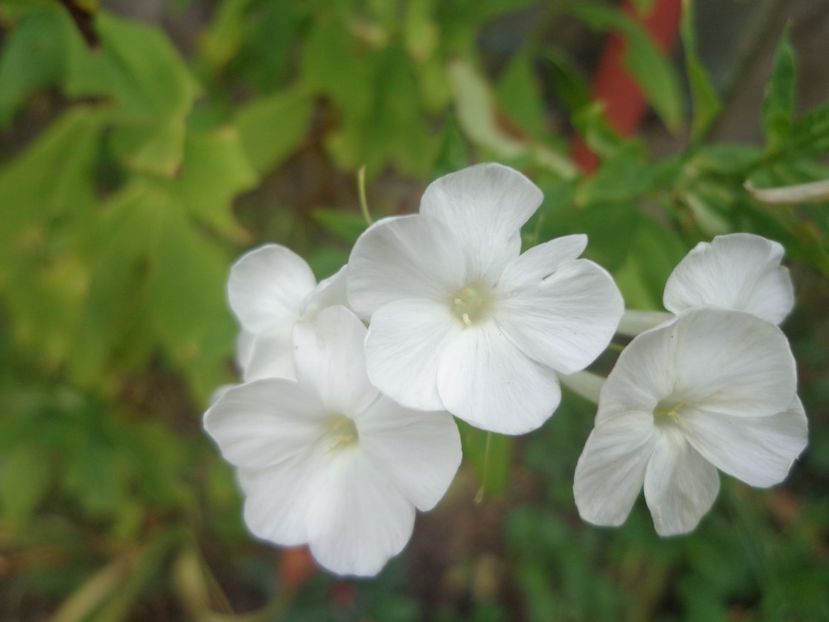  - Bucurii in gradina