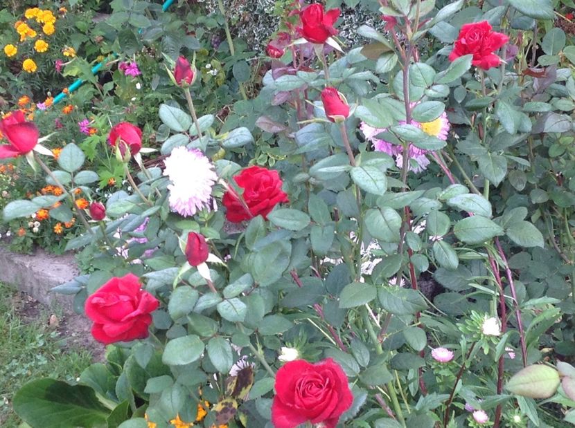  - Un roșu de Ciumbrud Mr Lincoln