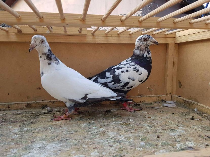 received_1647614005263153 - Le pietrain