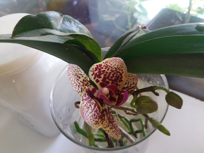 merge bime - Orhidee