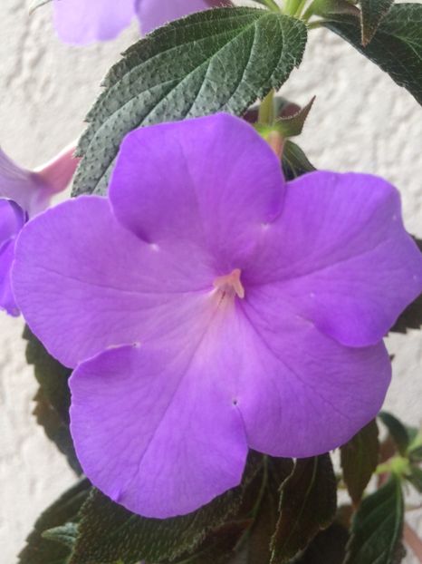 11.09.2017 - Kim Blue