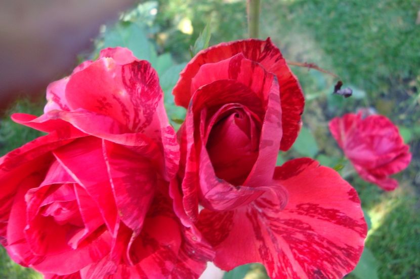  - Red Intuition