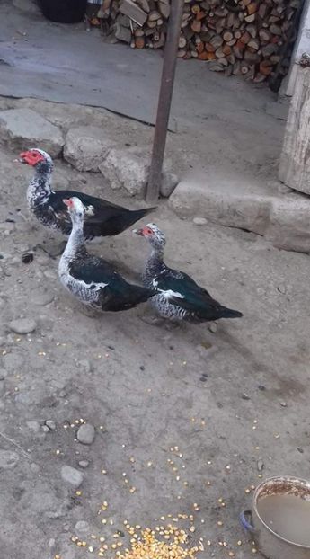 Toata familia - Achizitii 2017