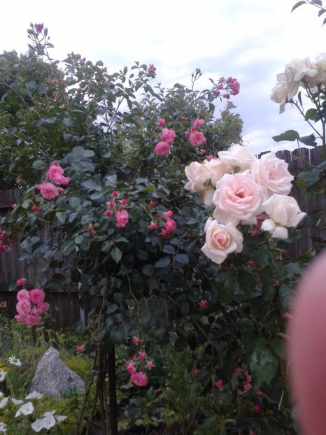 2017-1 telefon 215 - Vara 2014-2017