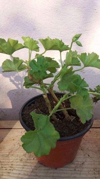 received_1444749675603874 - Muscate 2017