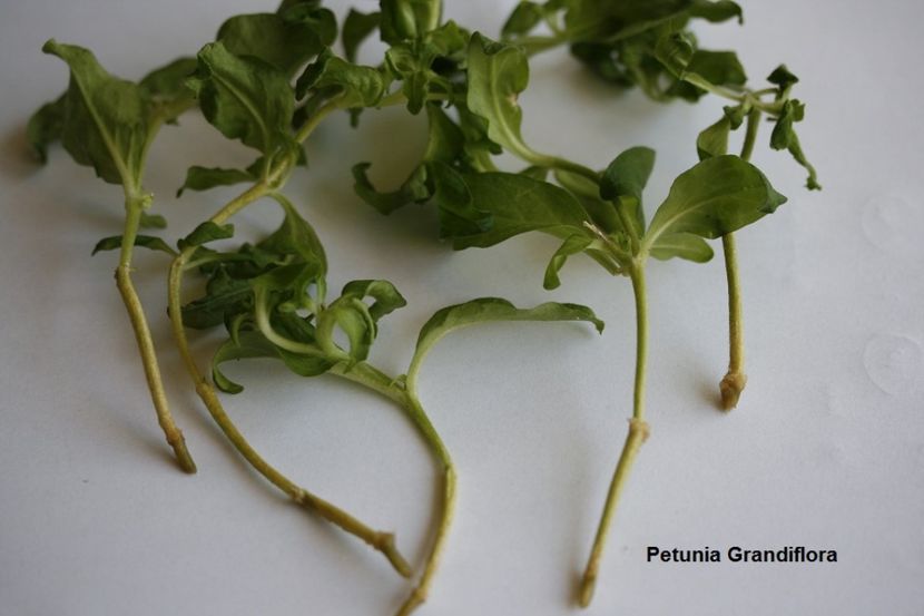 18.08.17 - 04 Petunia- inradacinare