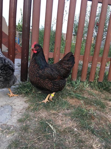  - Barnevelder tineret 2017