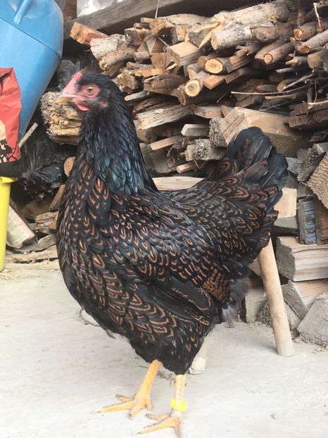  - Barnevelder tineret 2017