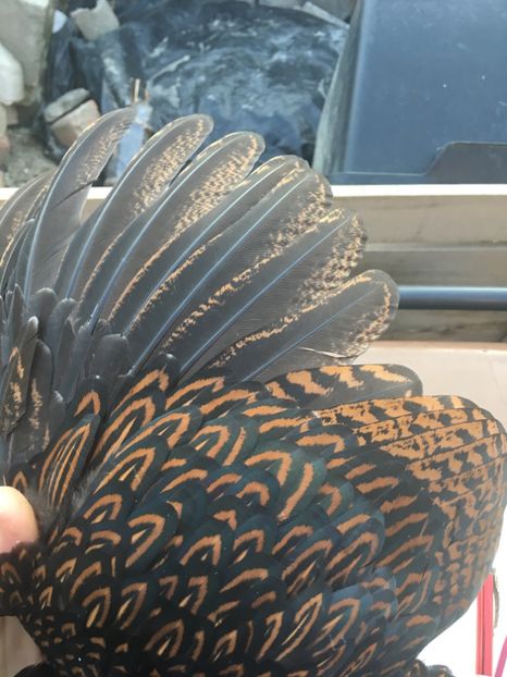  - Barnevelder tineret 2017