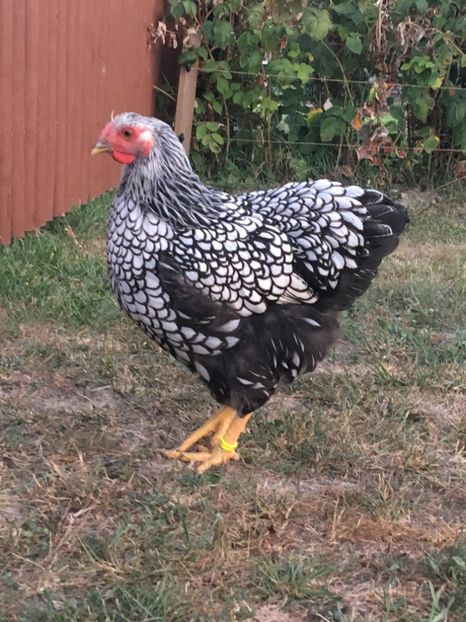  - Wyandotte argintiu- tineret 2017