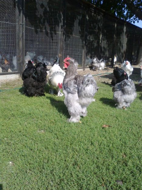 21248217_1626799200728324_5060565032045886514_o - Tineret 2017