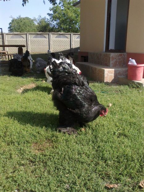 21272983_1626798974061680_8952142167665839078_o - Tineret 2017