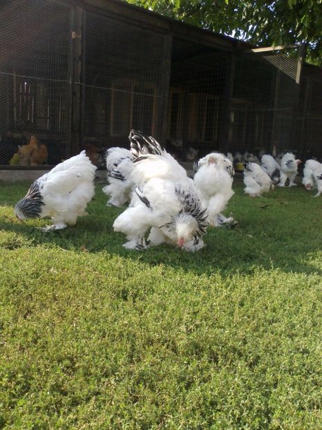 21273090_1626799384061639_8345481712744245007_o - Tineret 2017