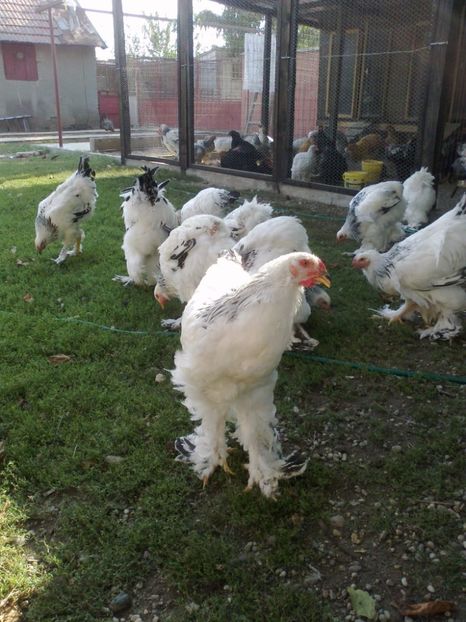 21273138_1626799377394973_4144839273578906710_o - Tineret 2017