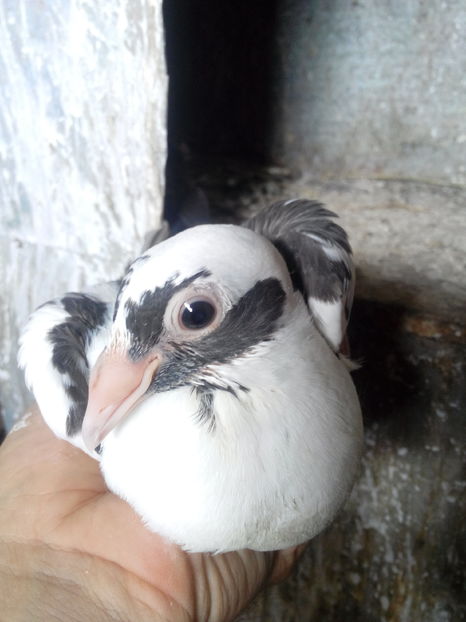  - VOIAJORI STIL VECHI SI  VOIAJORI DE FRUMUSETE