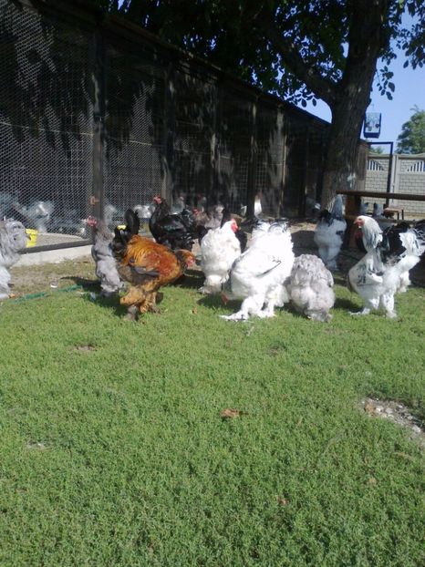 21273333_1626798980728346_9008863366077329827_o - Tineret 2017