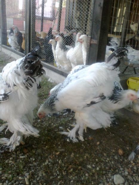 21273495_1626798580728386_3536420494520794790_o - Tineret 2017