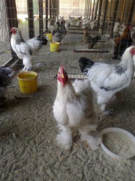 21273525_1626797334061844_4986456879542846357_o - Tineret 2017