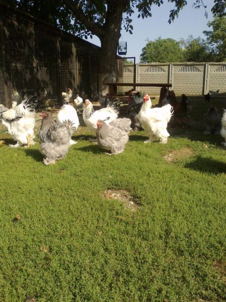 21273772_1626799040728340_2124659590729870252_o - Tineret 2017