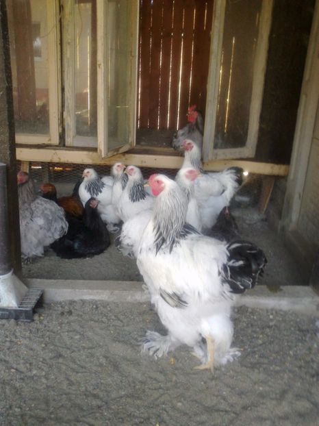 21316171_1626796670728577_4563191513115401904_o - Tineret 2017