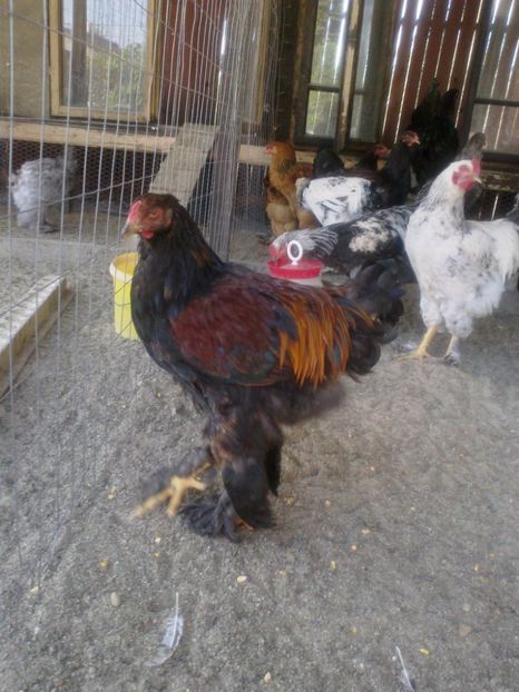 21316204_1626798170728427_1805564451426304329_o - Tineret 2017