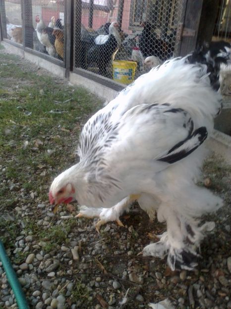 21316266_1626798584061719_6817839823333356486_o - Tineret 2017