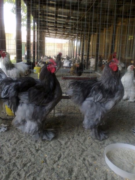 21316391_1626797184061859_5590894453952574607_o - Tineret 2017