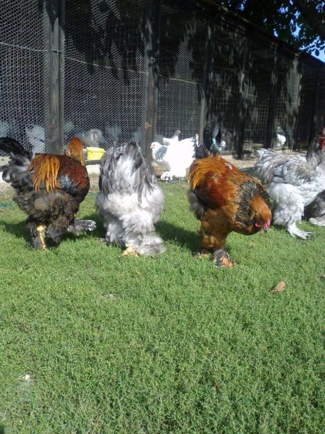 21316426_1626799190728325_2000987840115098581_o - Tineret 2017