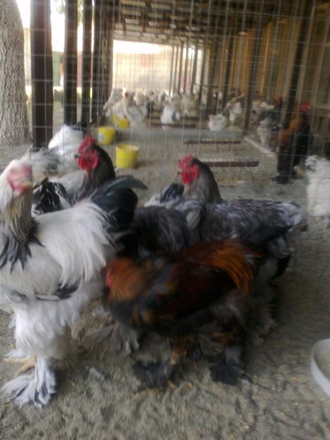 21316434_1626797984061779_665353613600915518_o - Tineret 2017