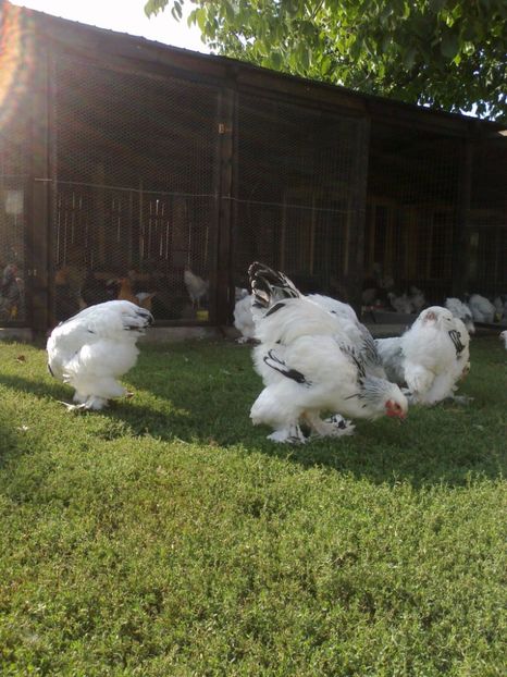 21316567_1626799484061629_6774558545827445783_o - Tineret 2017