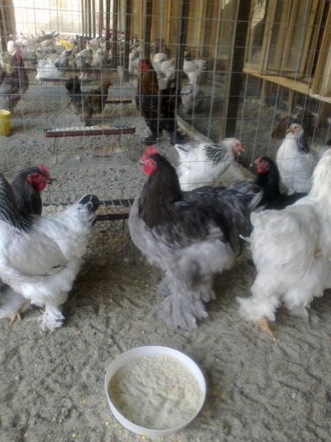 21318829_1626797580728486_1503042043349321496_o - Tineret 2017