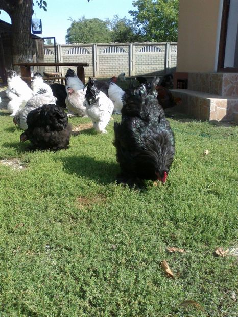 21318885_1626798977395013_3058533325983785731_o - Tineret 2017