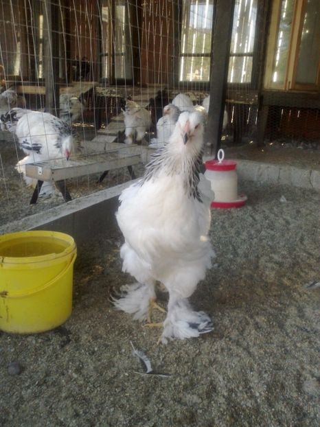 21319160_1626798577395053_7360311642481832733_o - Tineret 2017