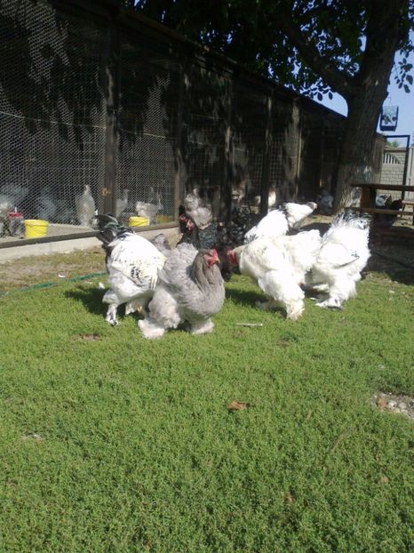 21319164_1626799244061653_8562443407860878702_o - Tineret 2017