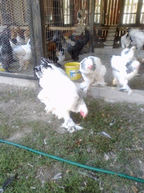 21319250_1626798310728413_8540188788690870037_o - Tineret 2017