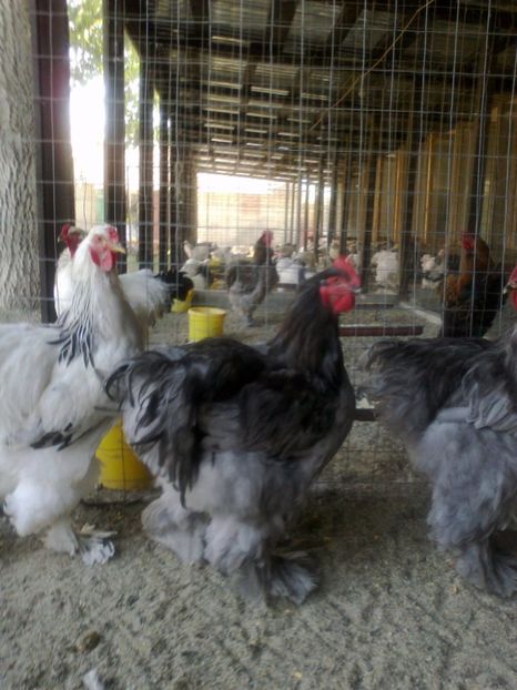 21368726_1626796977395213_7651394559268107718_o - Tineret 2017