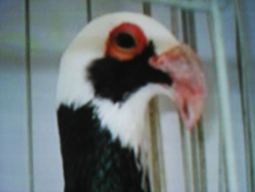  - VOIAJORI DE FRUMUSETE BAGDETI INDIENI GERMANII