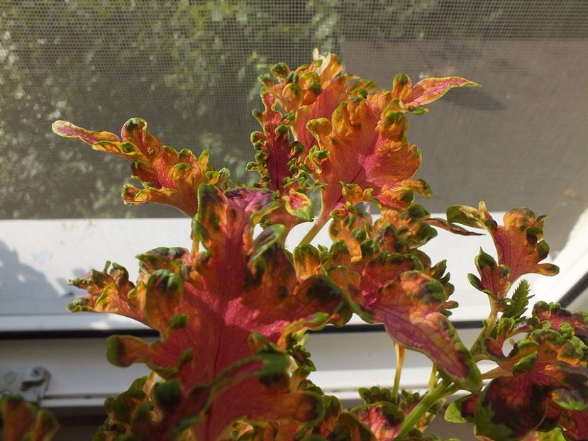 18.08.2017 - 2017 -Coleus Ruffles Copper