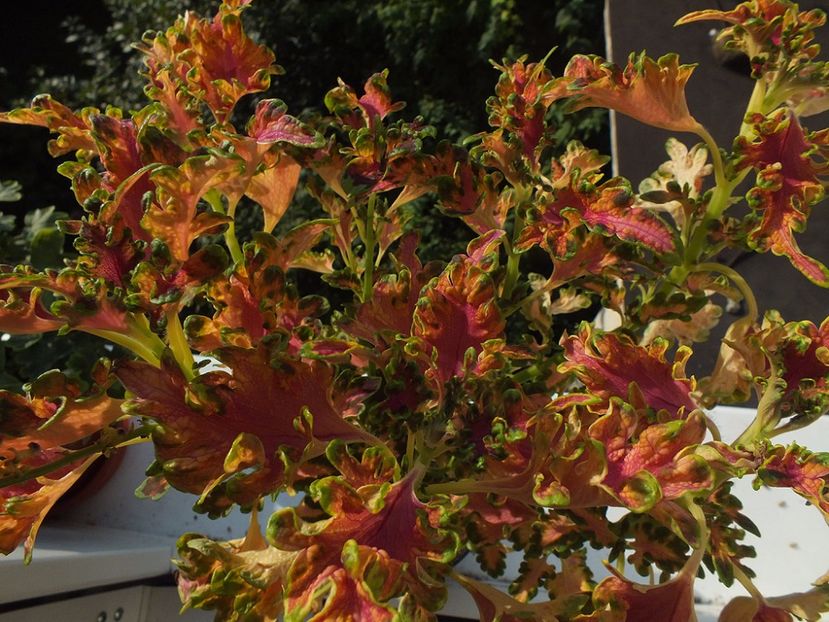  - 2017 -Coleus Ruffles Copper