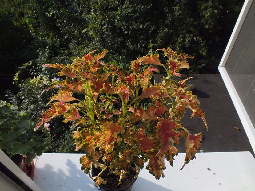 18.08.2017 - 2017 -Coleus Ruffles Copper
