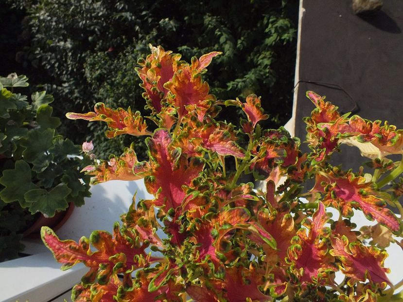  - 2017 -Coleus Ruffles Copper