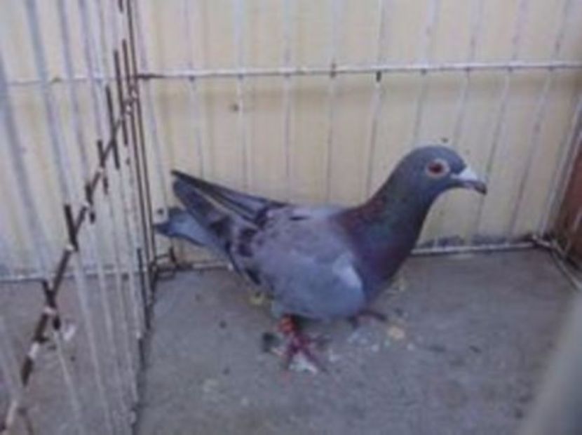 Hung 13 vandut - Voiajori straini-14 vanduti