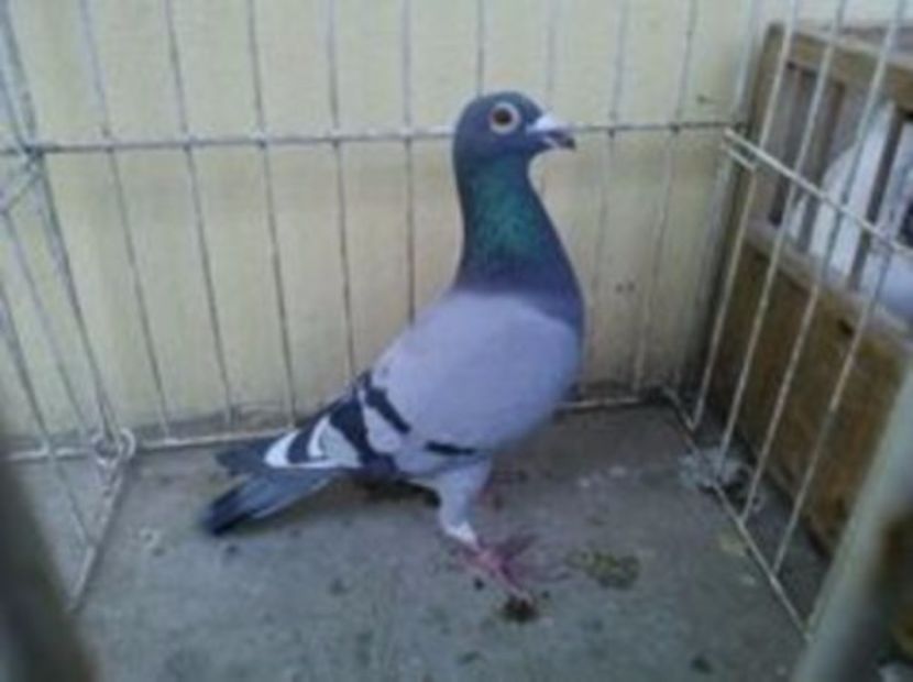 Hung 12 vandut - Voiajori straini-14 vanduti