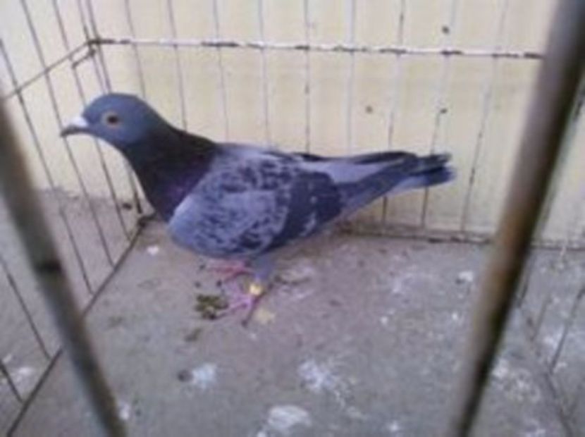 Hung 15 vandut - Voiajori straini-14 vanduti