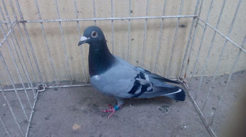 Serb 2010 vandut - Voiajori straini-14 vanduti